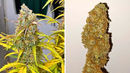 5 Highest Yielding Autoflowering Cannabis Strains in 2024